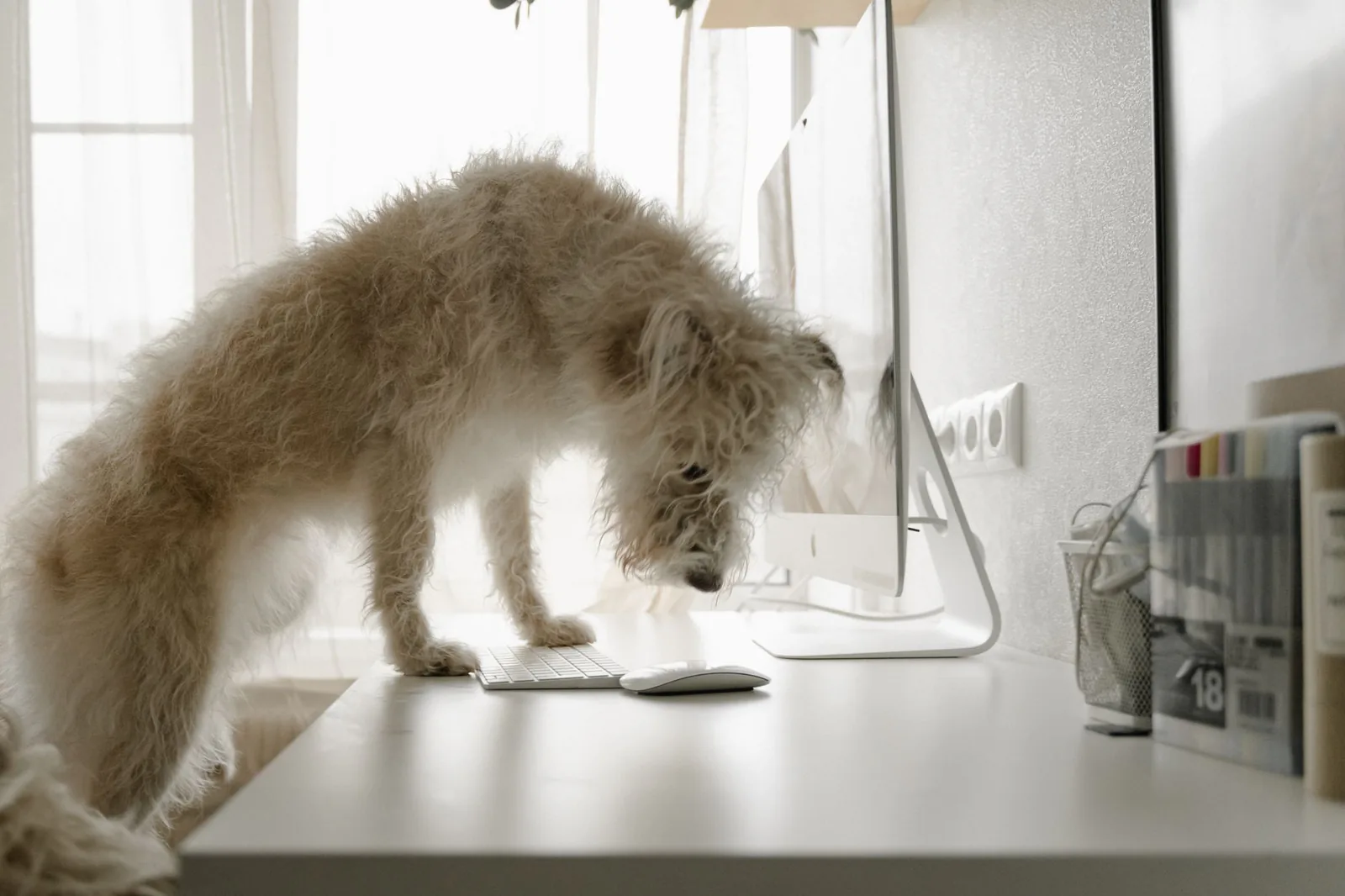 Cute puppy sitting at a desk
