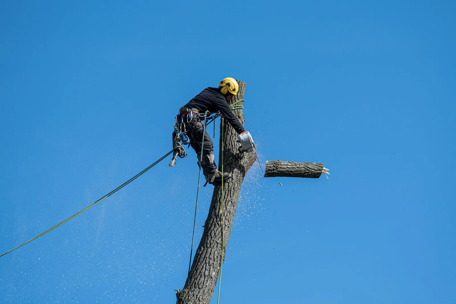 Professional arborist removing a tree with chainsaw